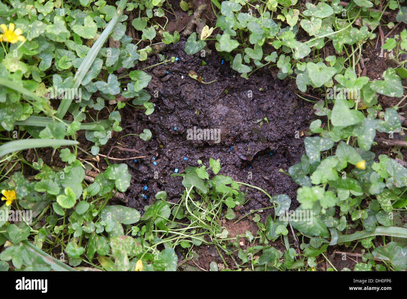 Badger Latrine; Blue Shows Tracer Fed to Badgers to Trace Movement; UK