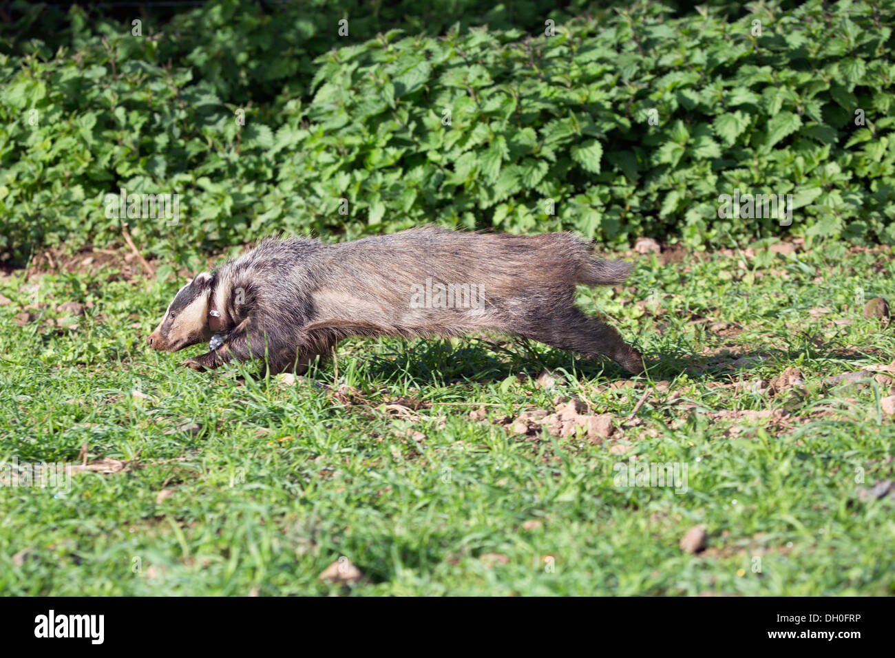 Badger; Meles meles; Wearing Tracer Collar to Track Movement; UK Stock Photo