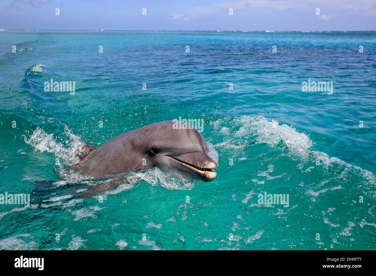 common-bottlenose-dolphin-tursiops-truncatus-captive-roat-n-bay