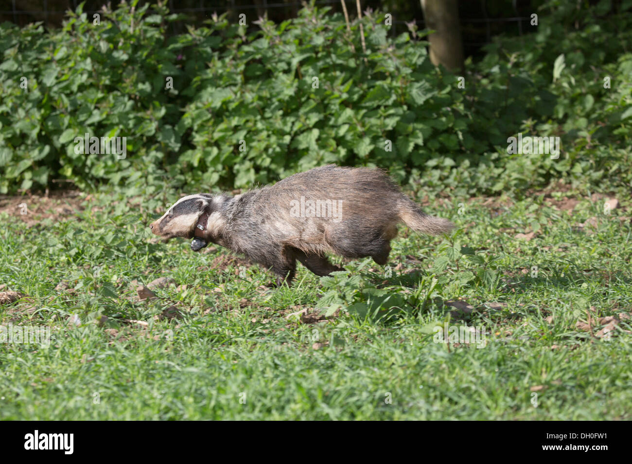 Badger; Meles meles; Wearing Tracer Collar to Track Movement; UK Stock Photo