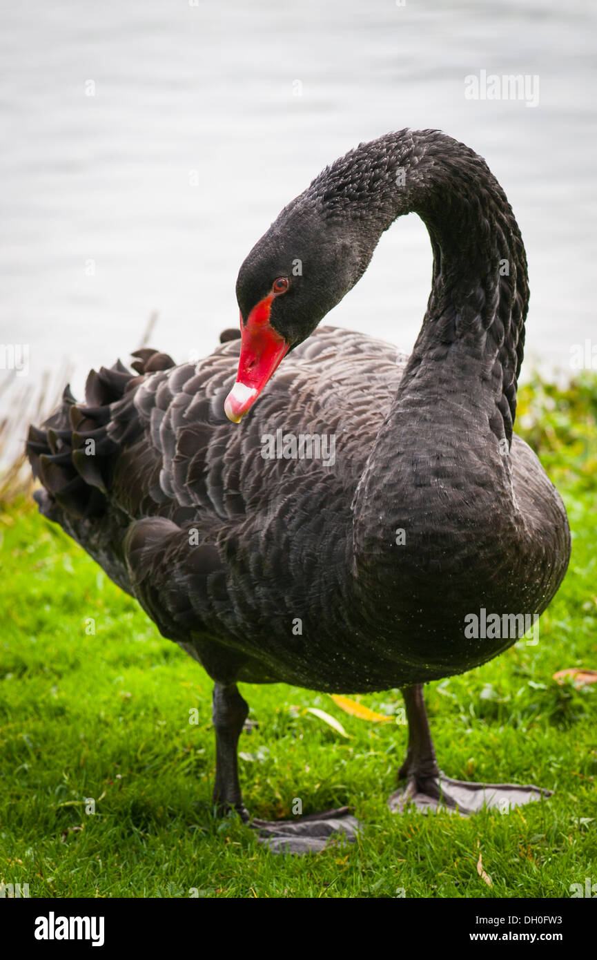 hår Fremragende Reservere Kent , Maidstone , Leeds Castle , originated ca 1119 , Norman stronghold ,  grounds park black swan swans by lake Stock Photo - Alamy