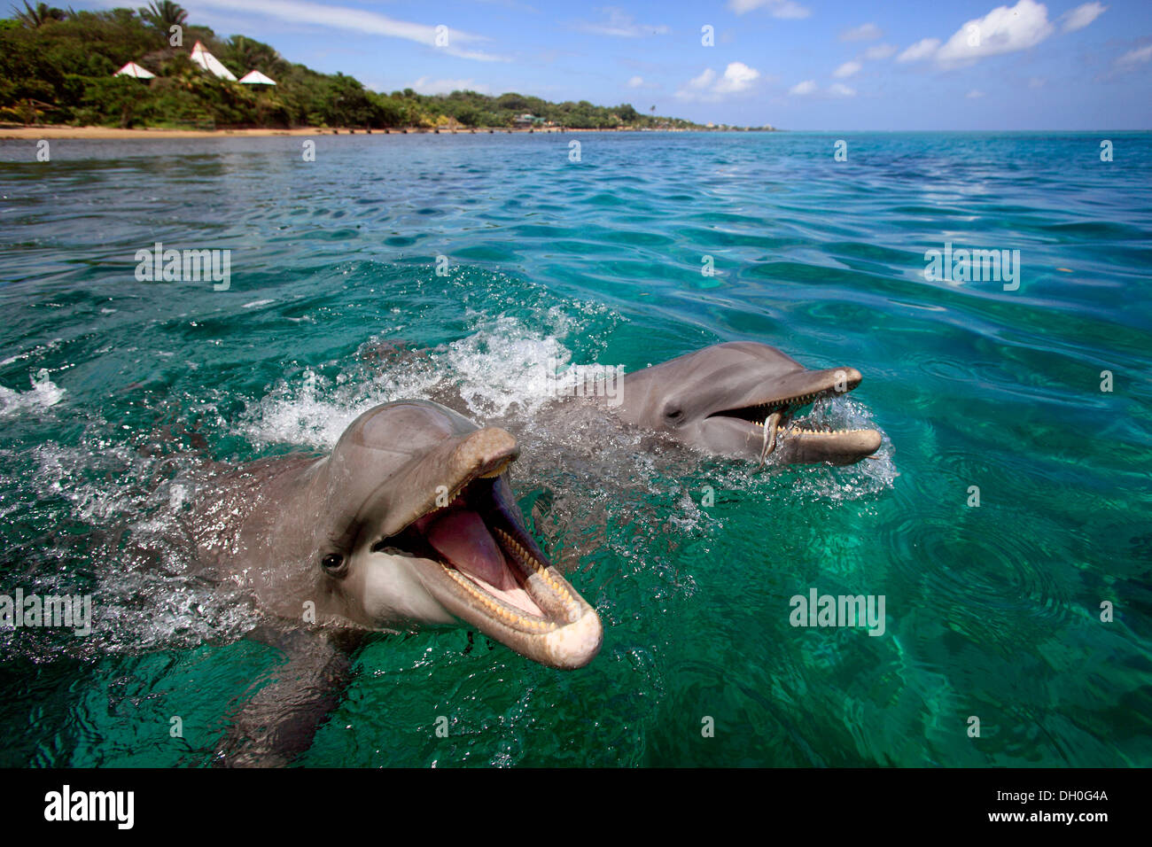 Two Common Bottlenose Dolphins (Tursiops truncatus), captive, Roatán, Bay Islands Department, Honduras Stock Photo