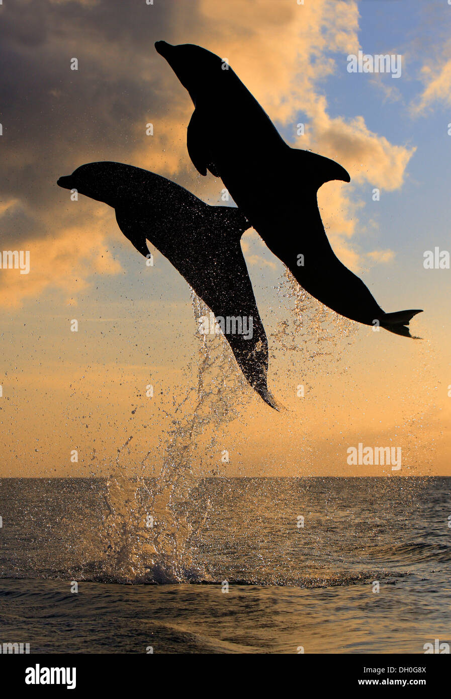 Bottlenose Dolphin (Tursiops truncatus), two dolphins leaping out of the water at dusk, captive, Honduras Stock Photo