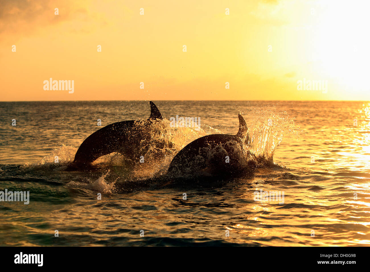 Bottlenose Dolphin (Tursiops truncatus), two dolphins leaping out of the water at sunset, captive, Honduras Stock Photo