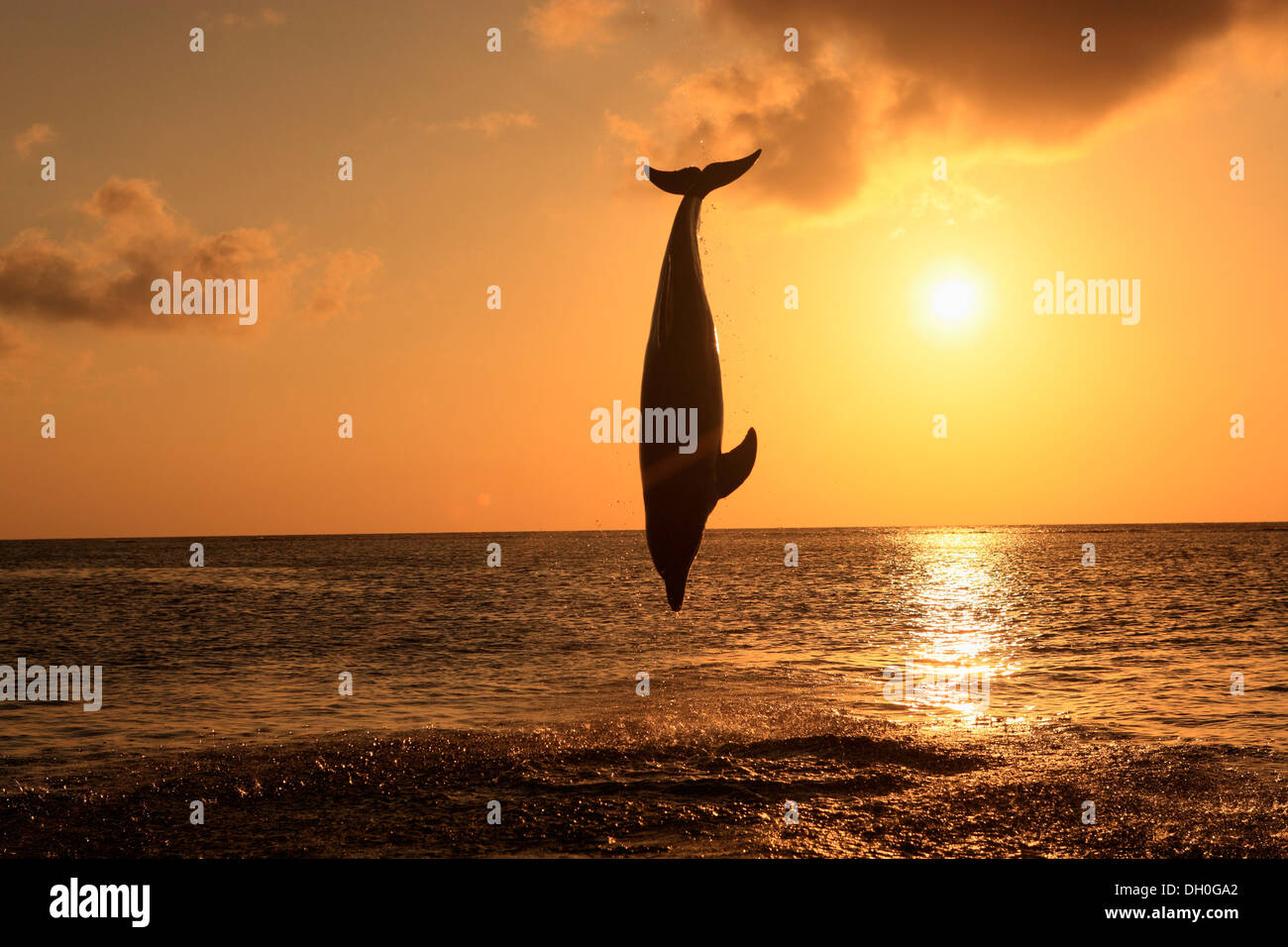 Bottlenose dolphin (Tursiops truncatus) leaping out of the water at sunset, captive, Honduras Stock Photo