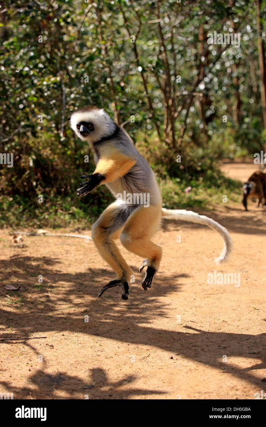 Diademed Sifaka (Propithecus diadema), jumping, captive, Madagascar Stock Photo