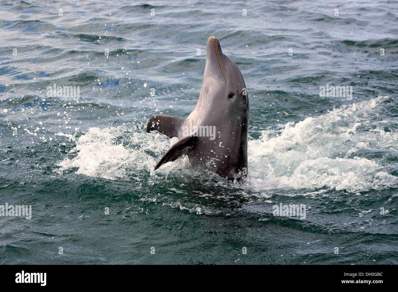 Common Bottlenose Dolphin (Tursiops truncatus) jumping backwards out of the water, captive, Roatán, Bay Islands Department Stock Photo