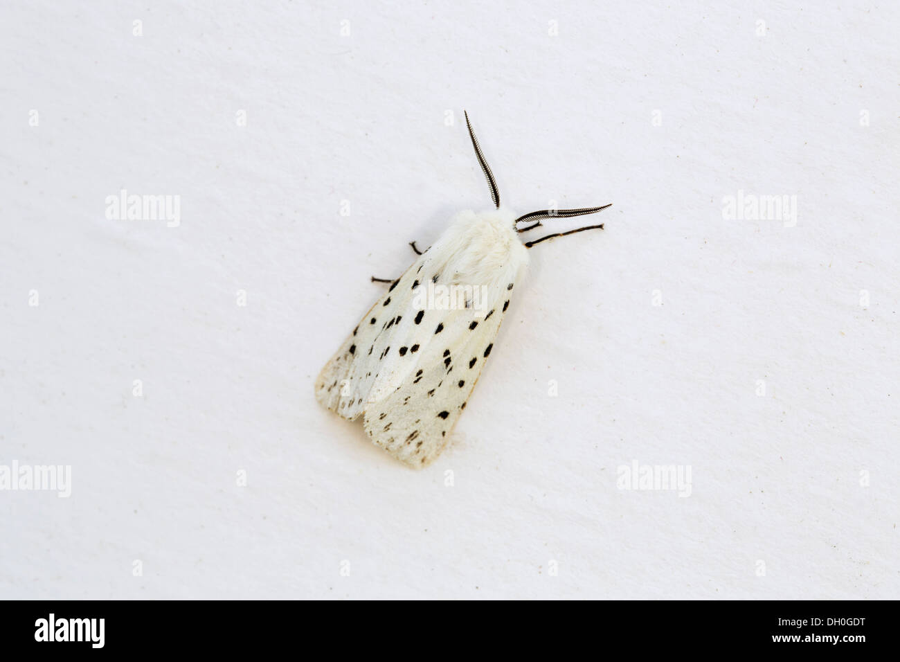 White Ermine Moth; Spilosoma lubricipeda; Male; UK Stock Photo