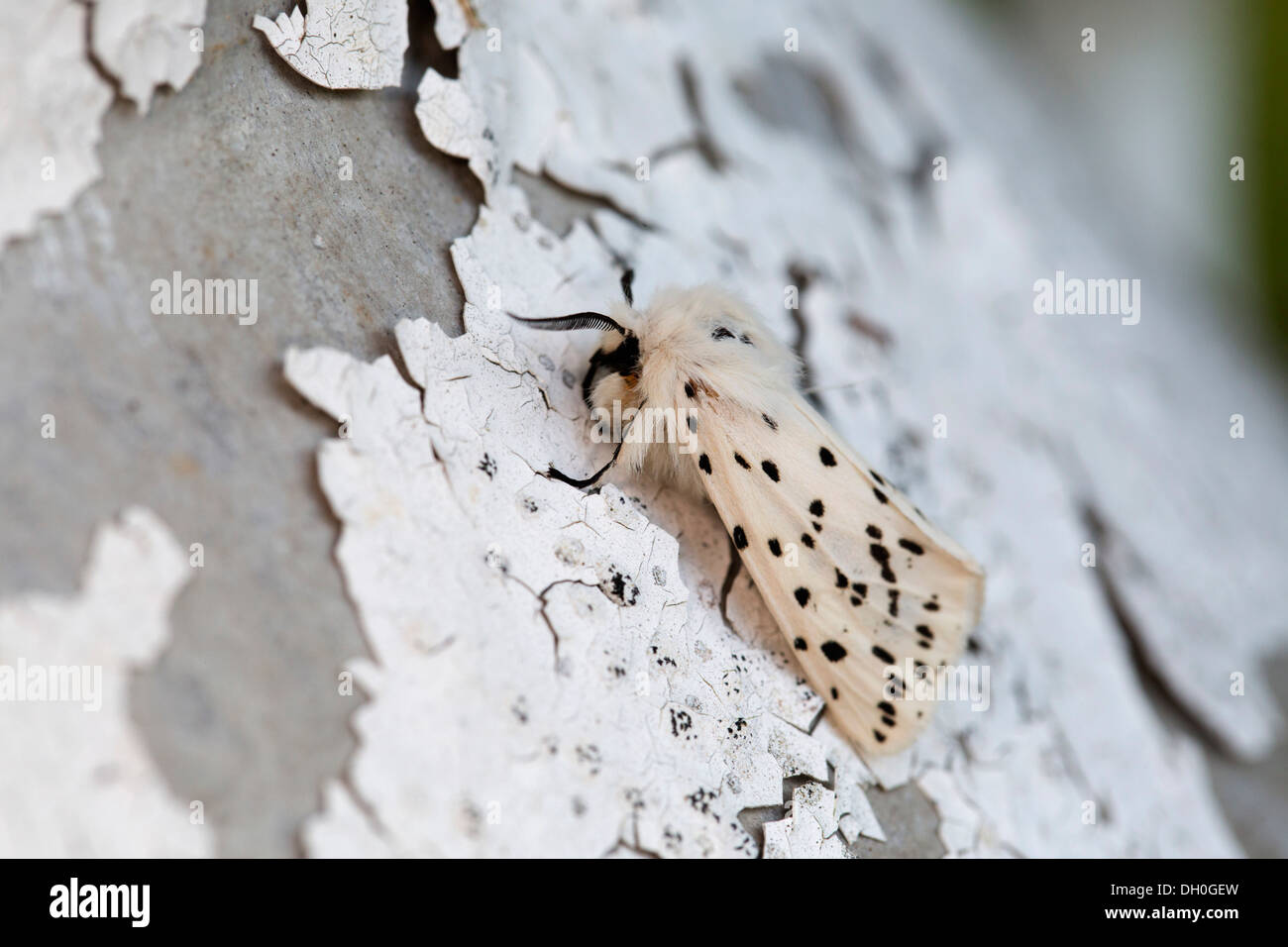 White Ermine Moth; Spilosoma lubricipeda; Male; on Peeling Paint; UK Stock Photo