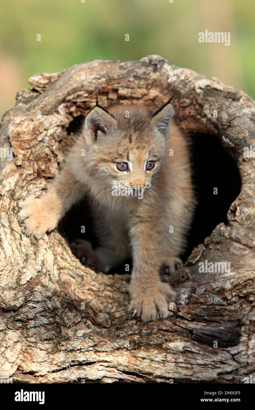 Canada Lynx (Lynx canadensis), cub, eight weeks old, in a den, captive