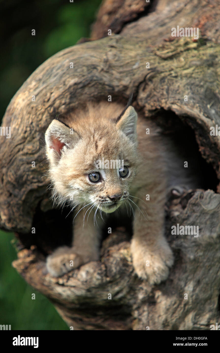 Canada Lynx (Lynx canadensis), cub, eight weeks old, in a den, captive
