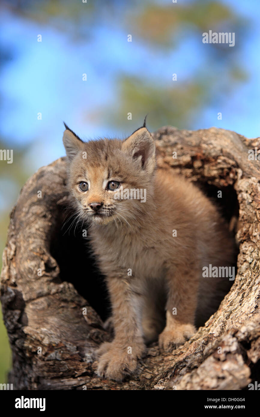 Canada Lynx (Lynx canadensis), cub, eight weeks old, in a den, captive ...