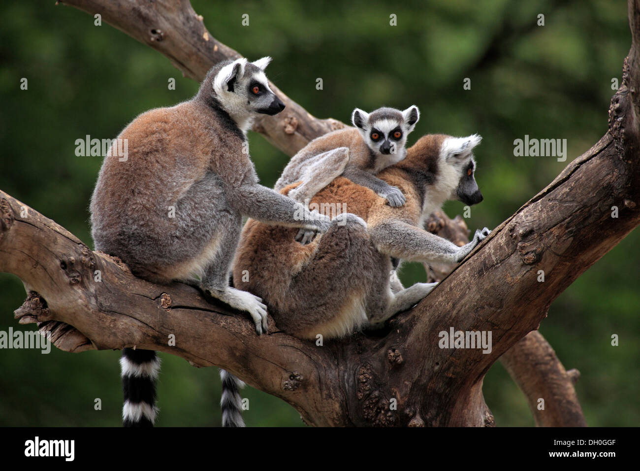 Ring-tailed Lemurs (Lemur catta), female carrying a cub on her back, captive, Madagascar Stock Photo