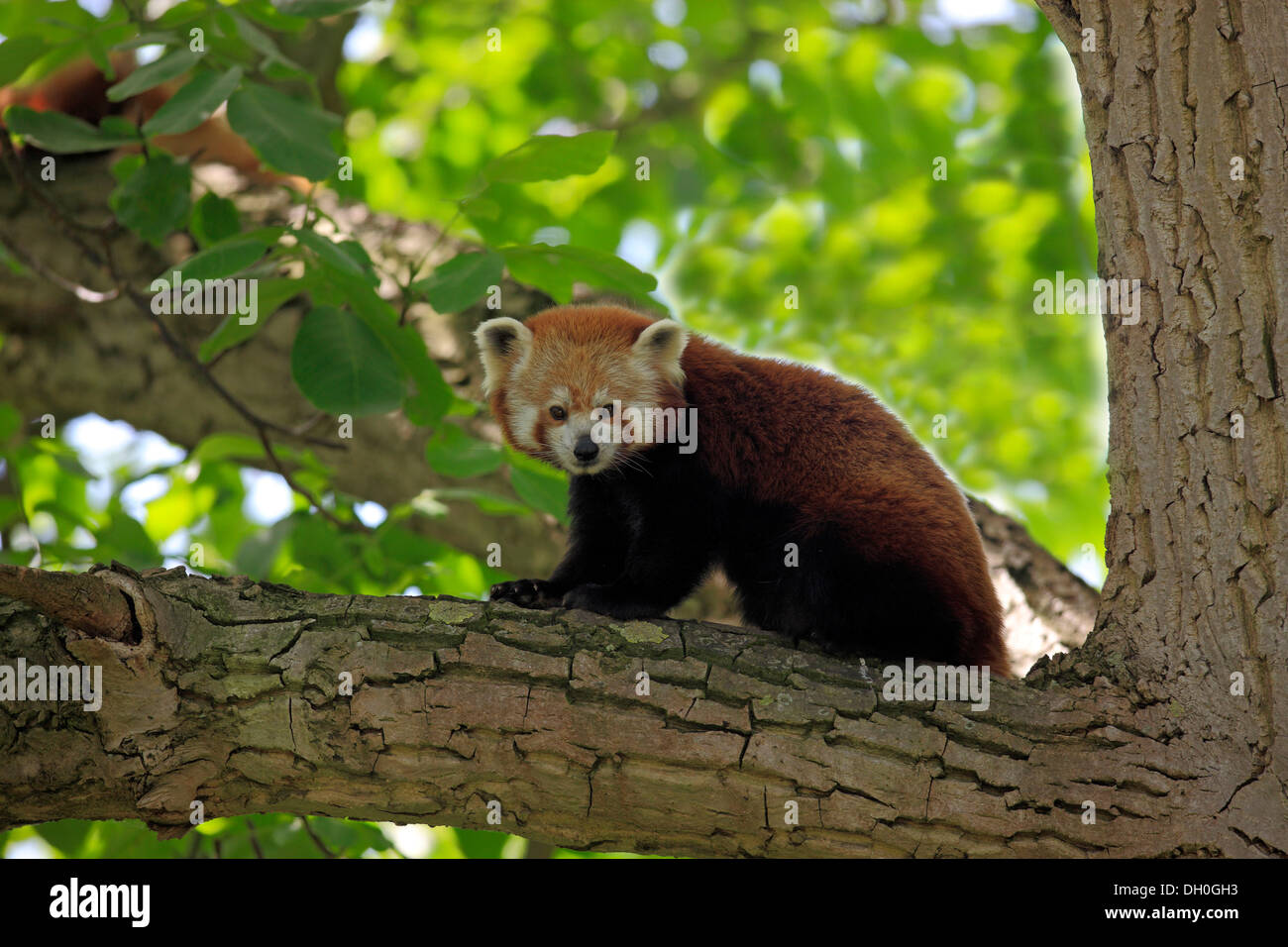 1 animal ailurus fulgens animals animal baden württemberg bw canoidea hi-res stock photography and images - Alamy 1 animal ailurus fulgens animals animal baden württemberg bw canoidea hi-res stock photography and images - Alamy