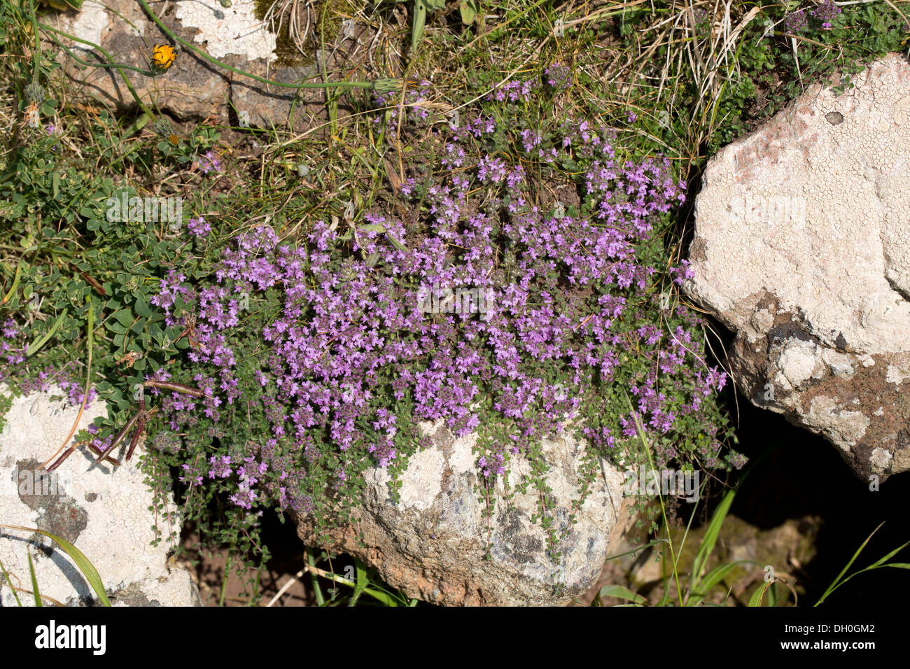 Wild Thyme; Thymus praecox; Summer; UK Stock Photo