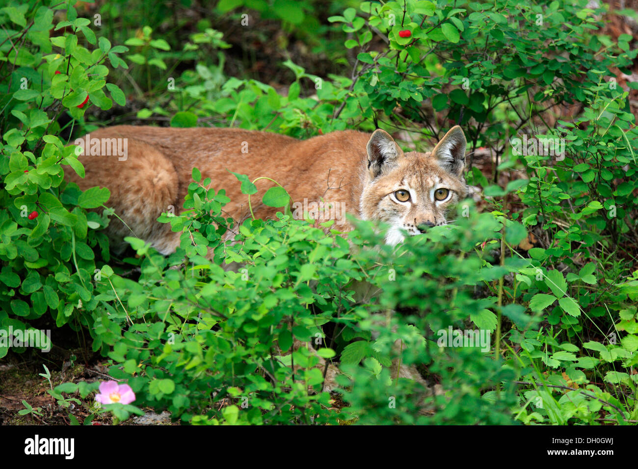 Eurasian Lynx or Northern Lynx (Lynx lynx), female, captive, Montana