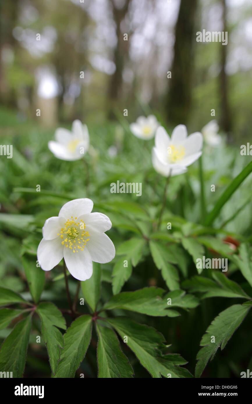 Wood Anemone; Anemone nemorosa; Spring; UK Stock Photo Alamy