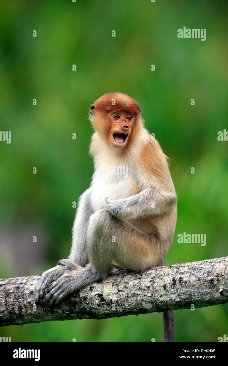 Proboscis monkey calling hi-res stock photography and images - Alamy