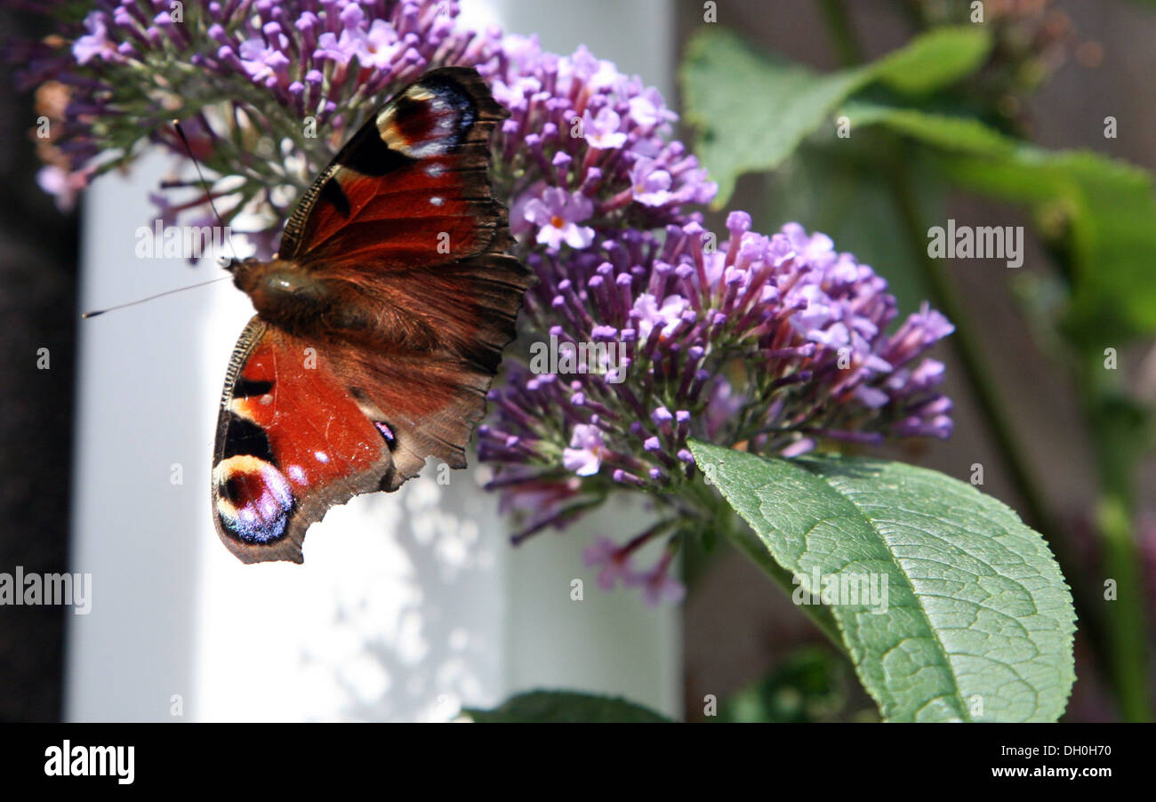 Red Butterfly on Buddlia Stock Photo