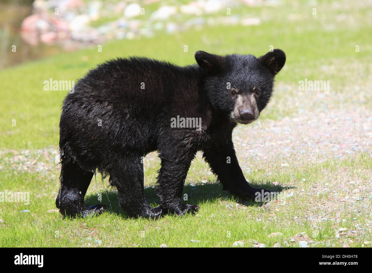 Young black bear walking hi-res stock photography and images - Alamy