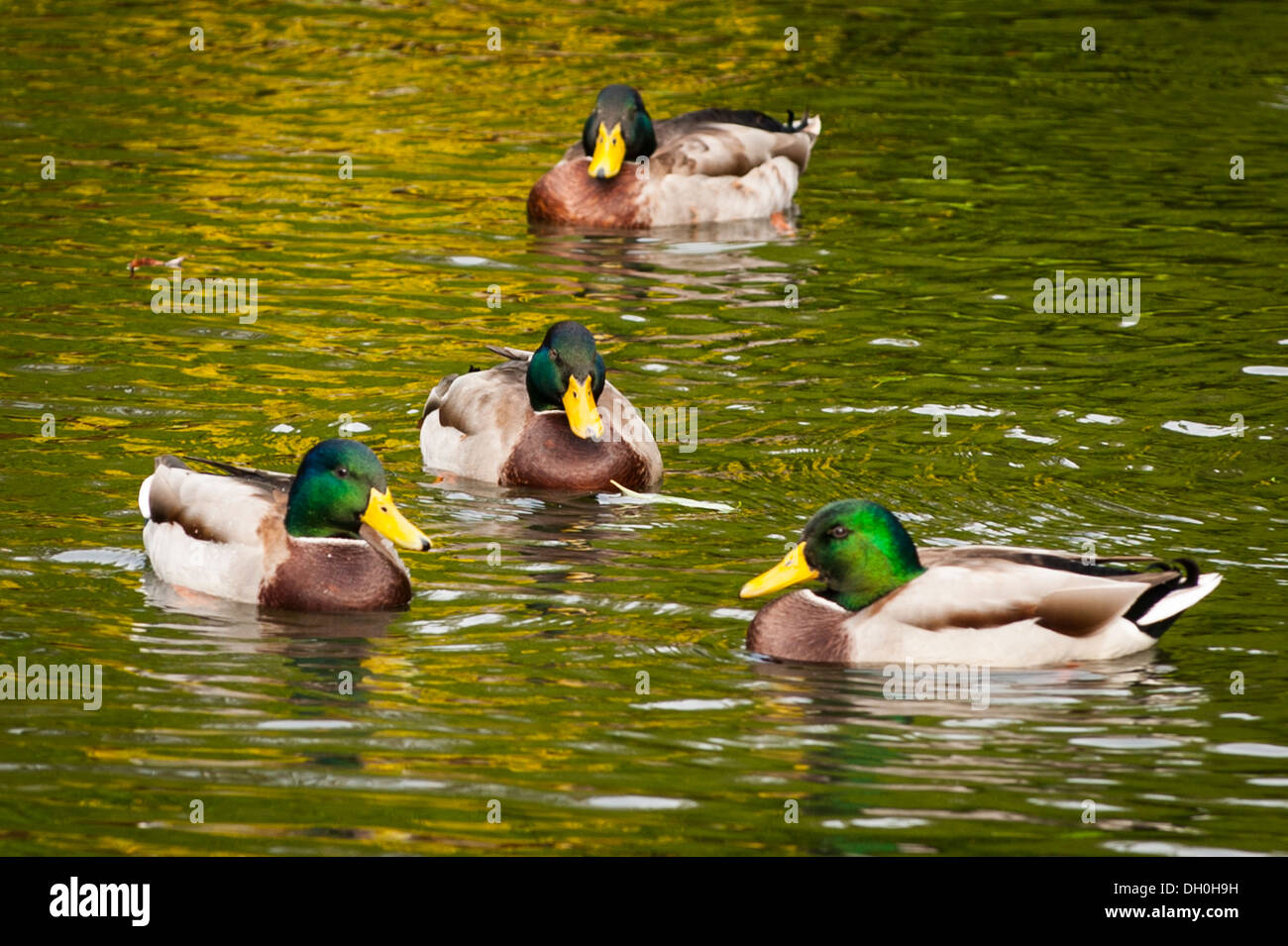 UK Kent Maidstone Leeds Castle built ca 1119 Norman stronghold fort bastion rebuilt Henry VIII 1519 grounds park water pond lake mallard ducks duck Stock Photo