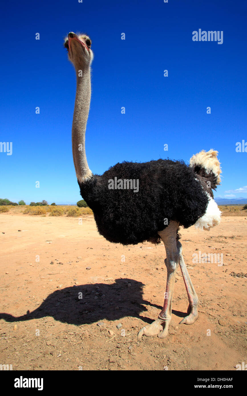Ostrich or Common Ostrich (Struthio camelus australis), male, Karoo, South Africa Stock Photo