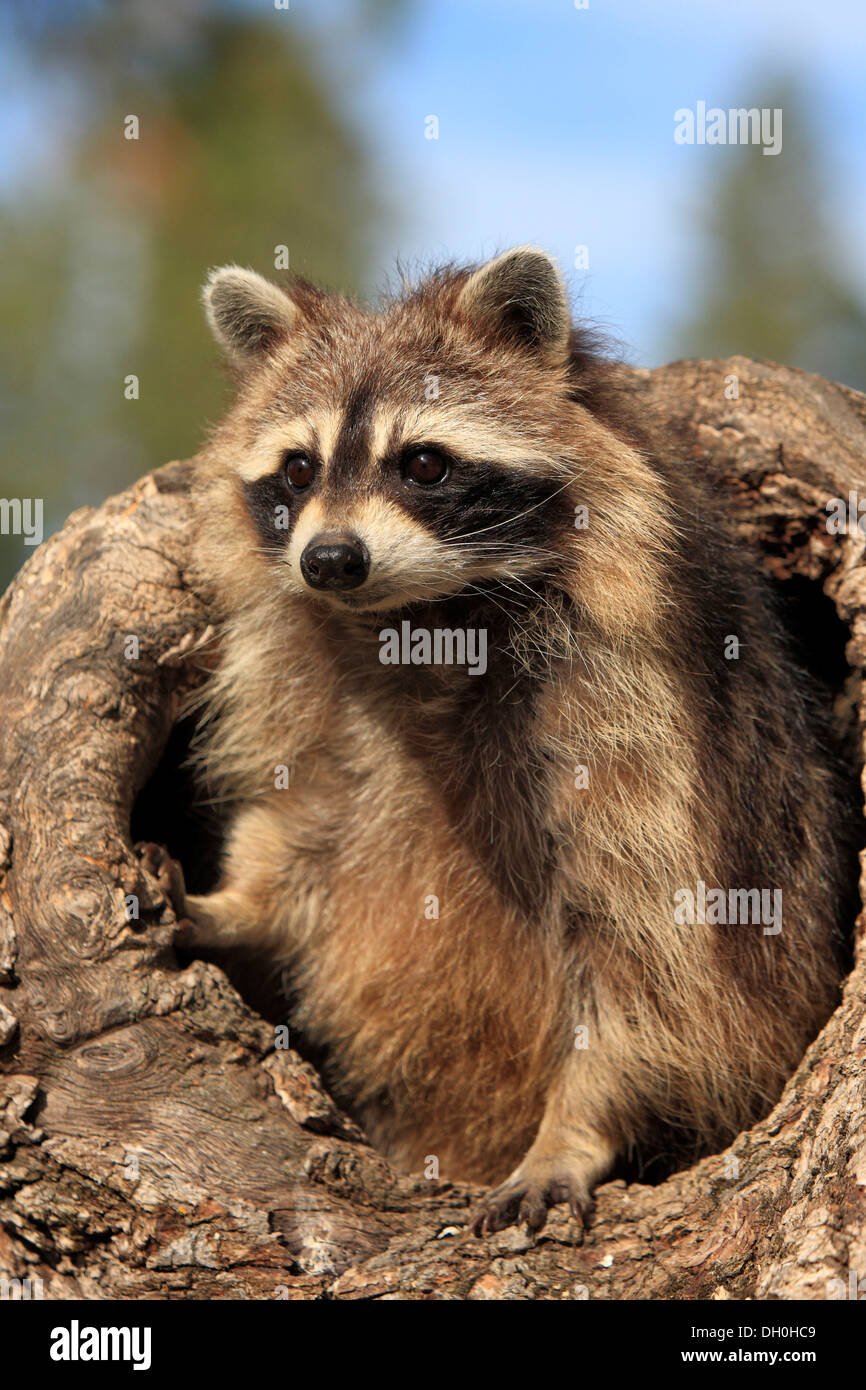 Raccoon (Procyon lotor), captive, female in its den, Montana, United States Stock Photo