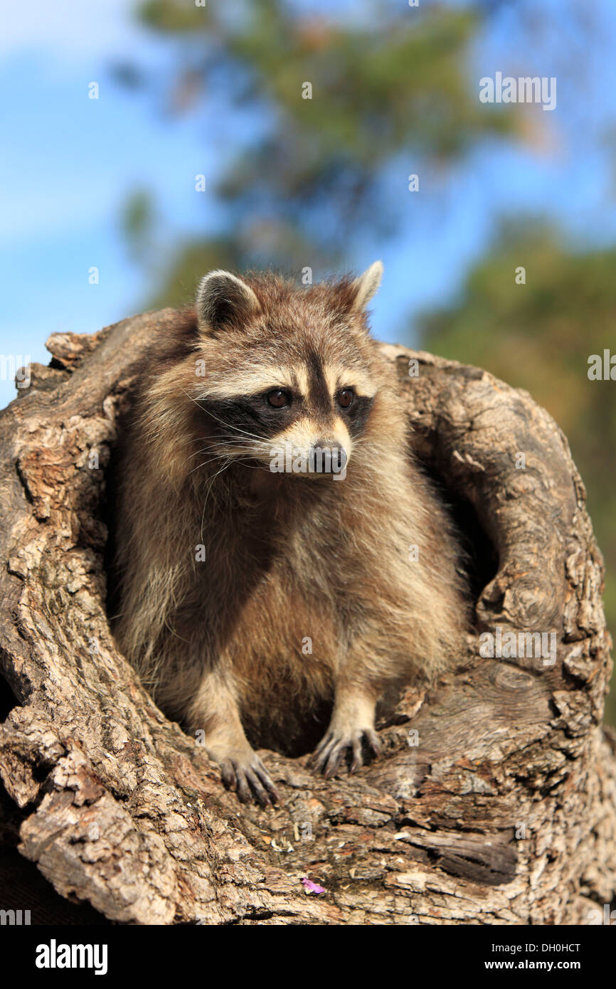 Raccoon (Procyon lotor), captive, female in its den, Montana, United States Stock Photo