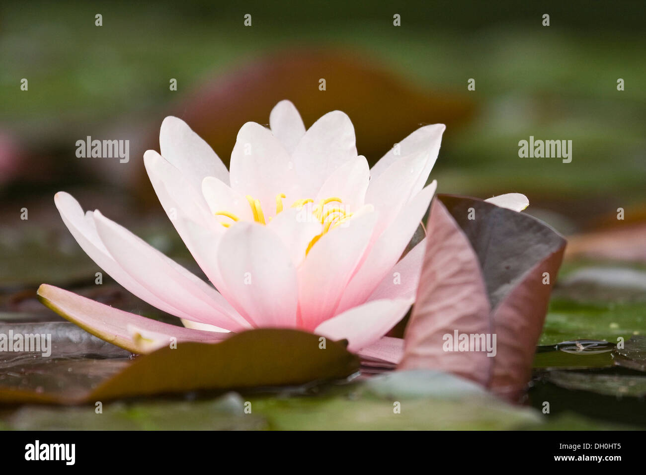Water Lily (Nymphaeaceae) in a pond Stock Photo