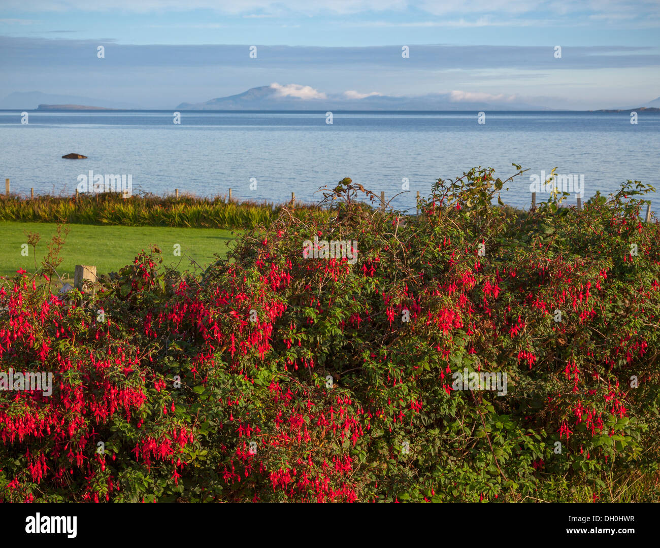 County Galway, Ireland: Morning sun on a fuschia hedge at Rinvyle Point in the Connemara Region with Inishbofin Island Stock Photo