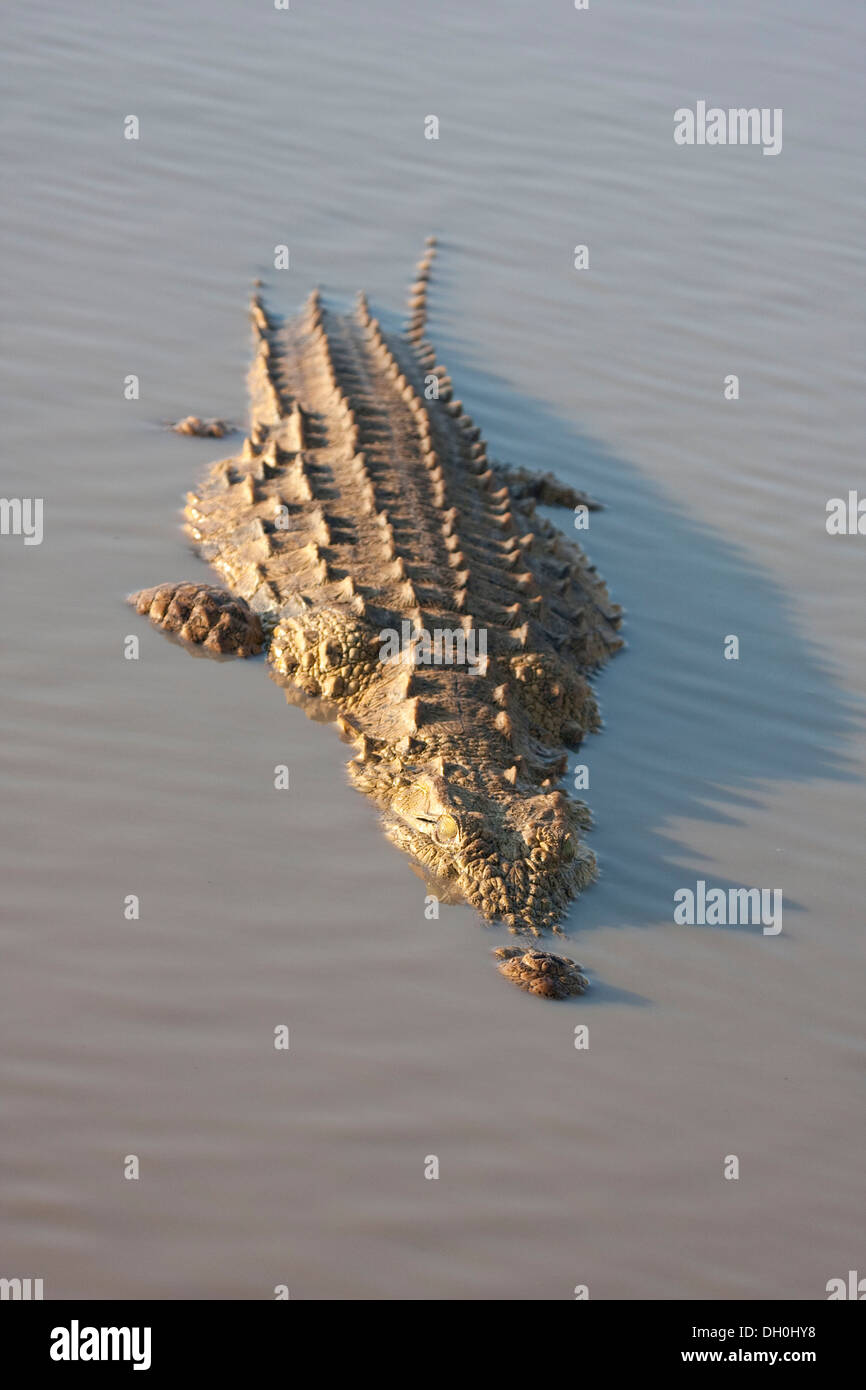 Crocodile (Crocodilia), Tshukudu Game Lodge, Hoedspruit, Greater Kruger National Park, Limpopo Province, South Africa, Africa Stock Photo