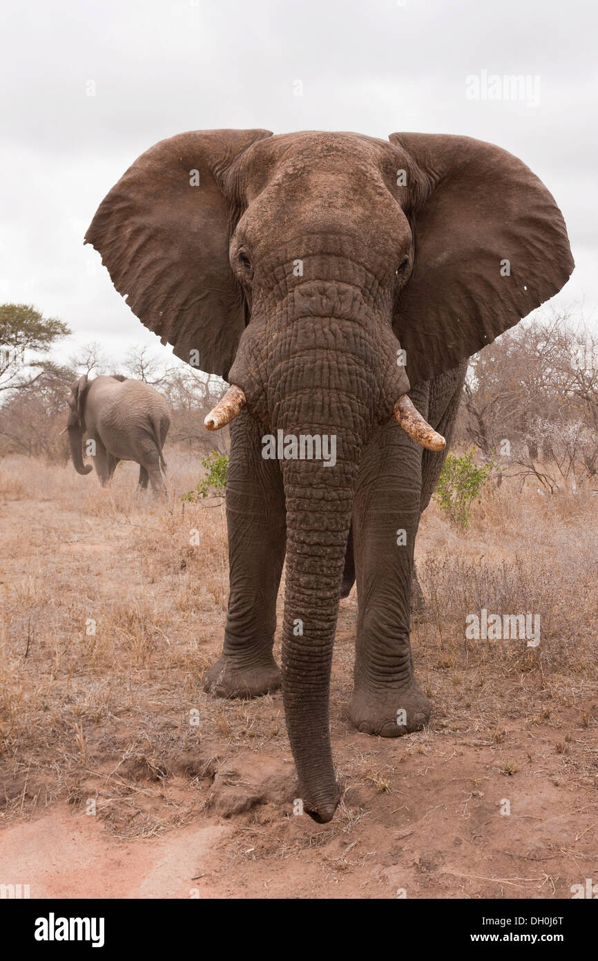 Elephant (Loxodonta africana), Tshukudu Game Lodge, Hoedspruit, Greater Kruger National Park, Limpopo Province, South Africa Stock Photo