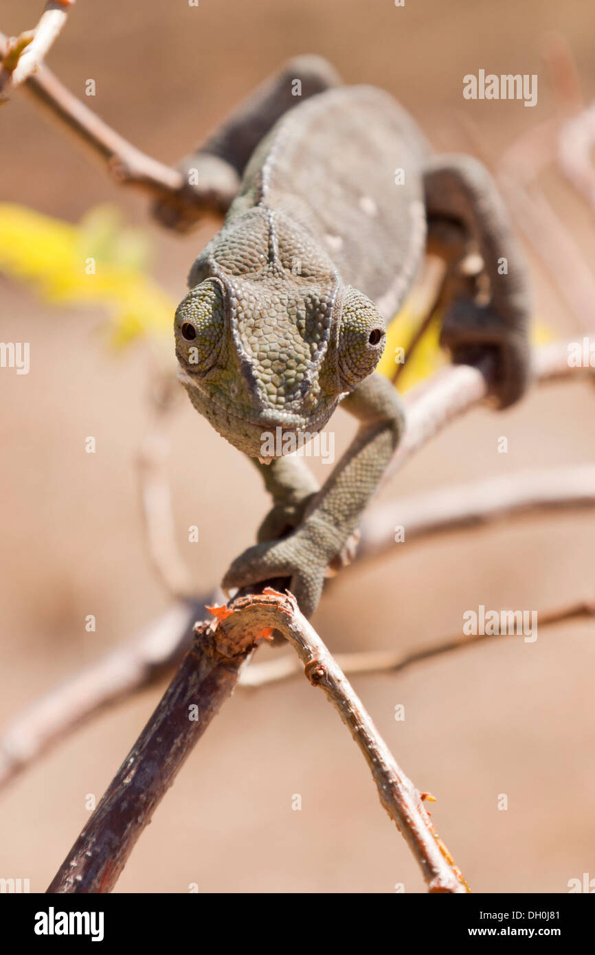 Chameleon front hires stock photography and images Alamy