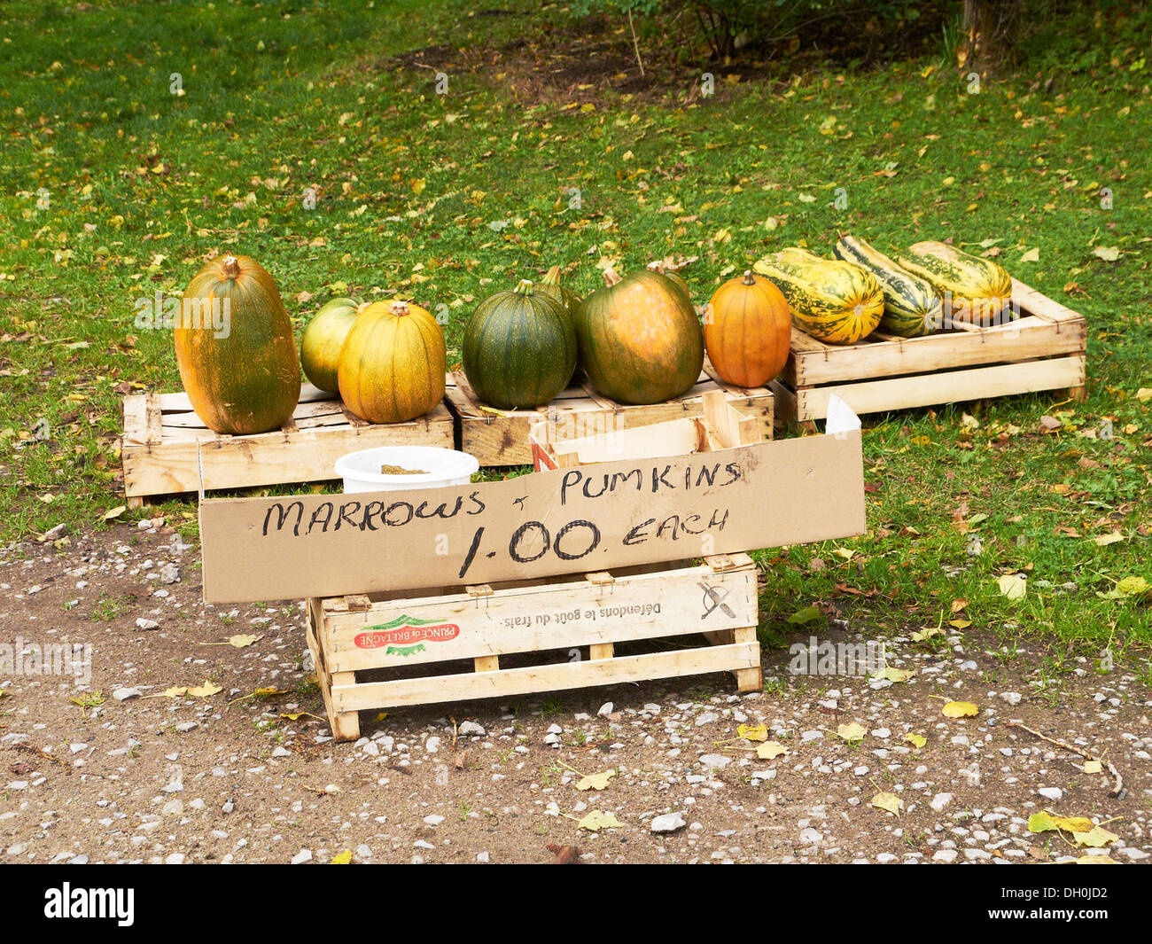 For sale marrows and pumpkins at the site of the road in Cheshire UK Stock Photo