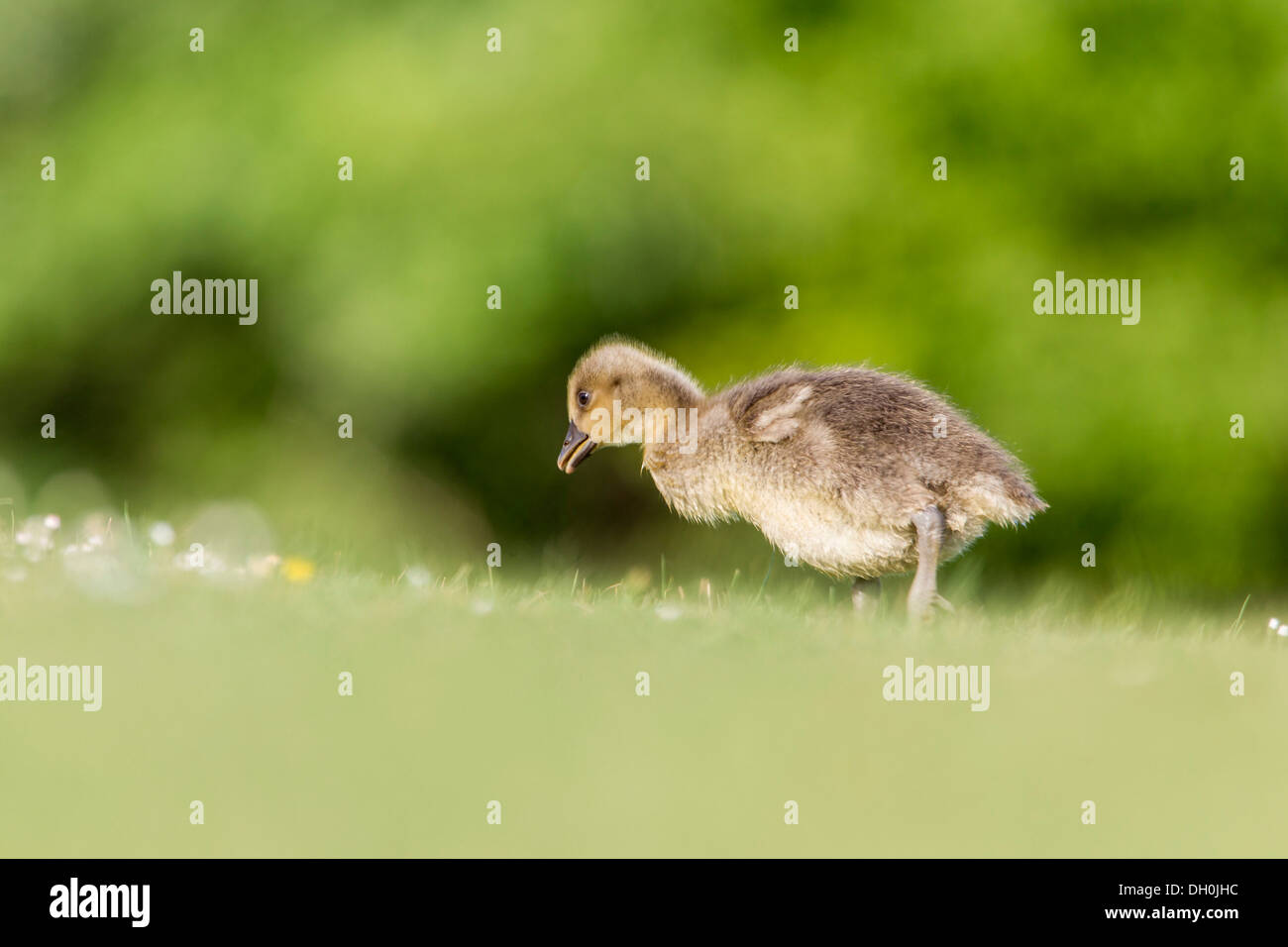 Greylag or Graylag Goose (Anser anser), chick on a meadow, Kassel, Hesse Stock Photo