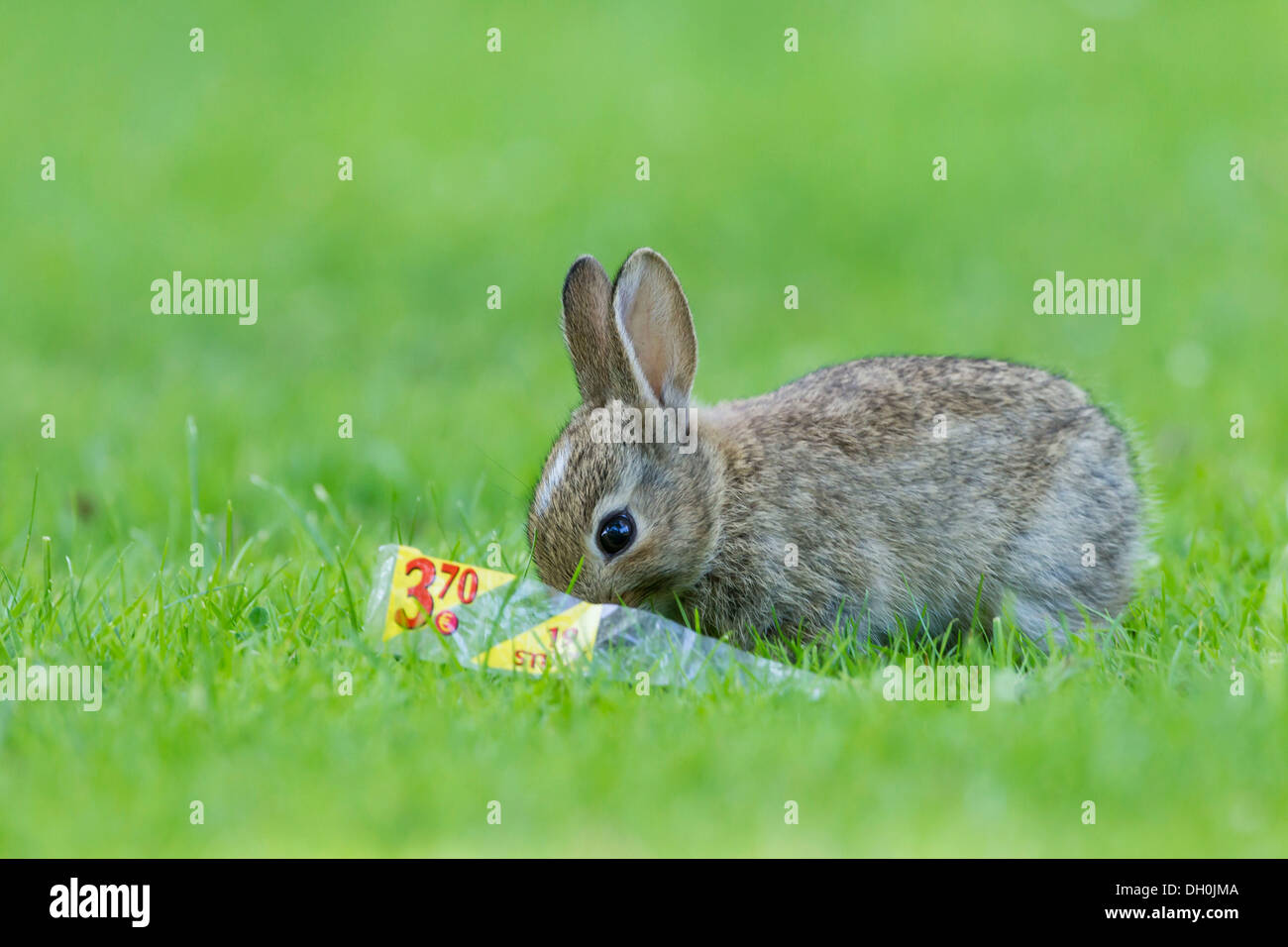 European rabbit or common rabbit (Oryctolagus cuniculus) on grass, Schleswig-Holstein Stock Photo