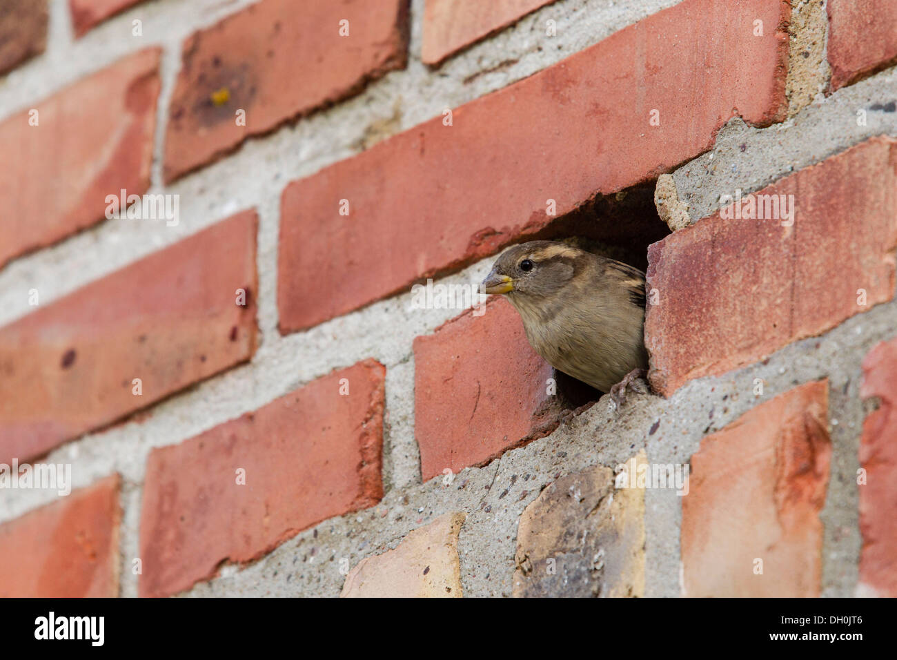 House sparrow (Passer domesticus), in a hole in a brick wall, Ruegen Island, Mecklenburg-Western Pomerania Stock Photo