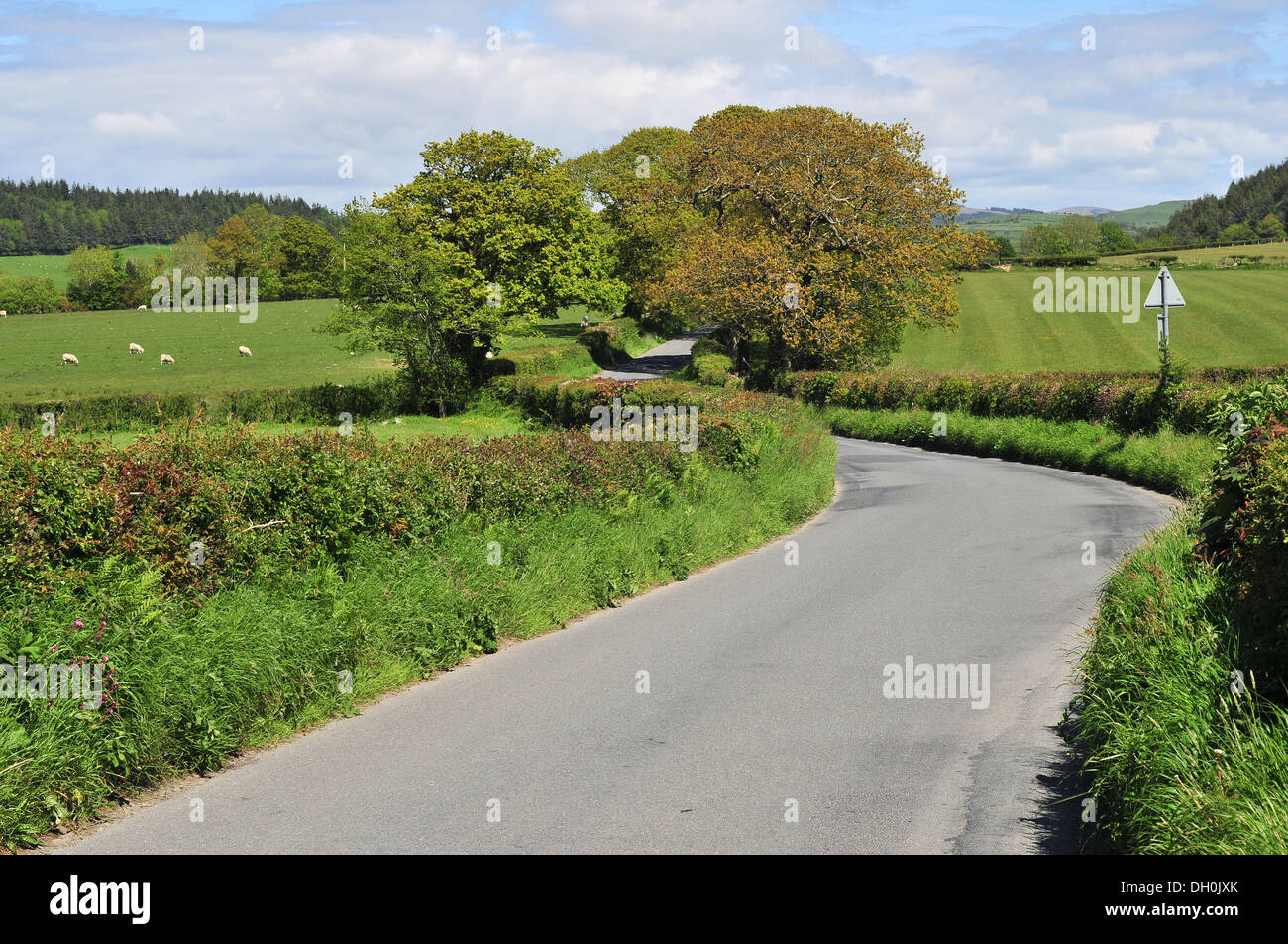 Summer in west Wales Oak trees line the road from Waun Fawr to Capel