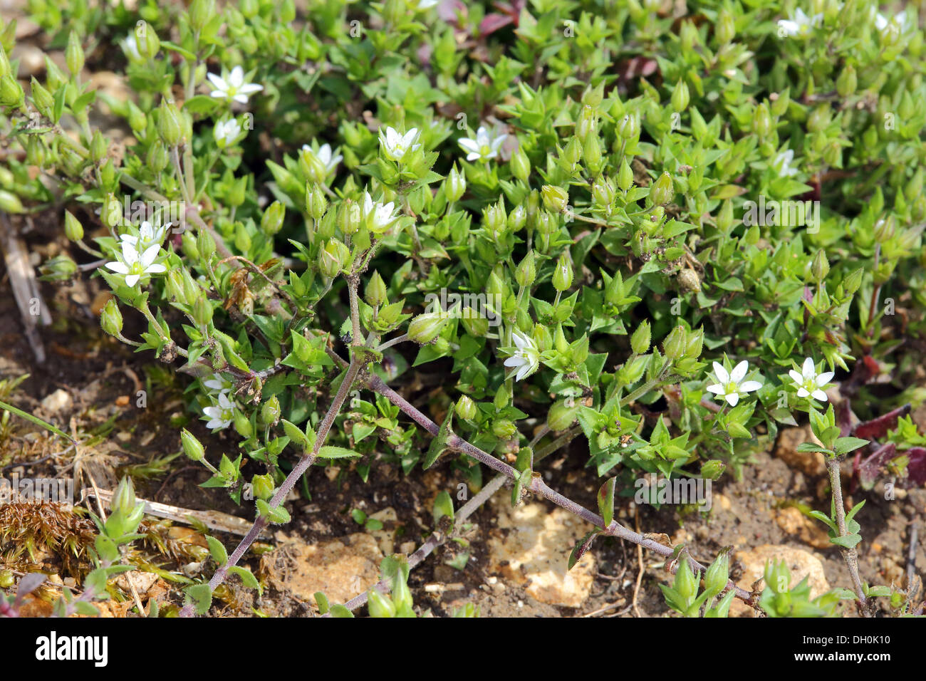 Thyme-leaved Sandwort, Arenaria serpyllifolia Stock Photo