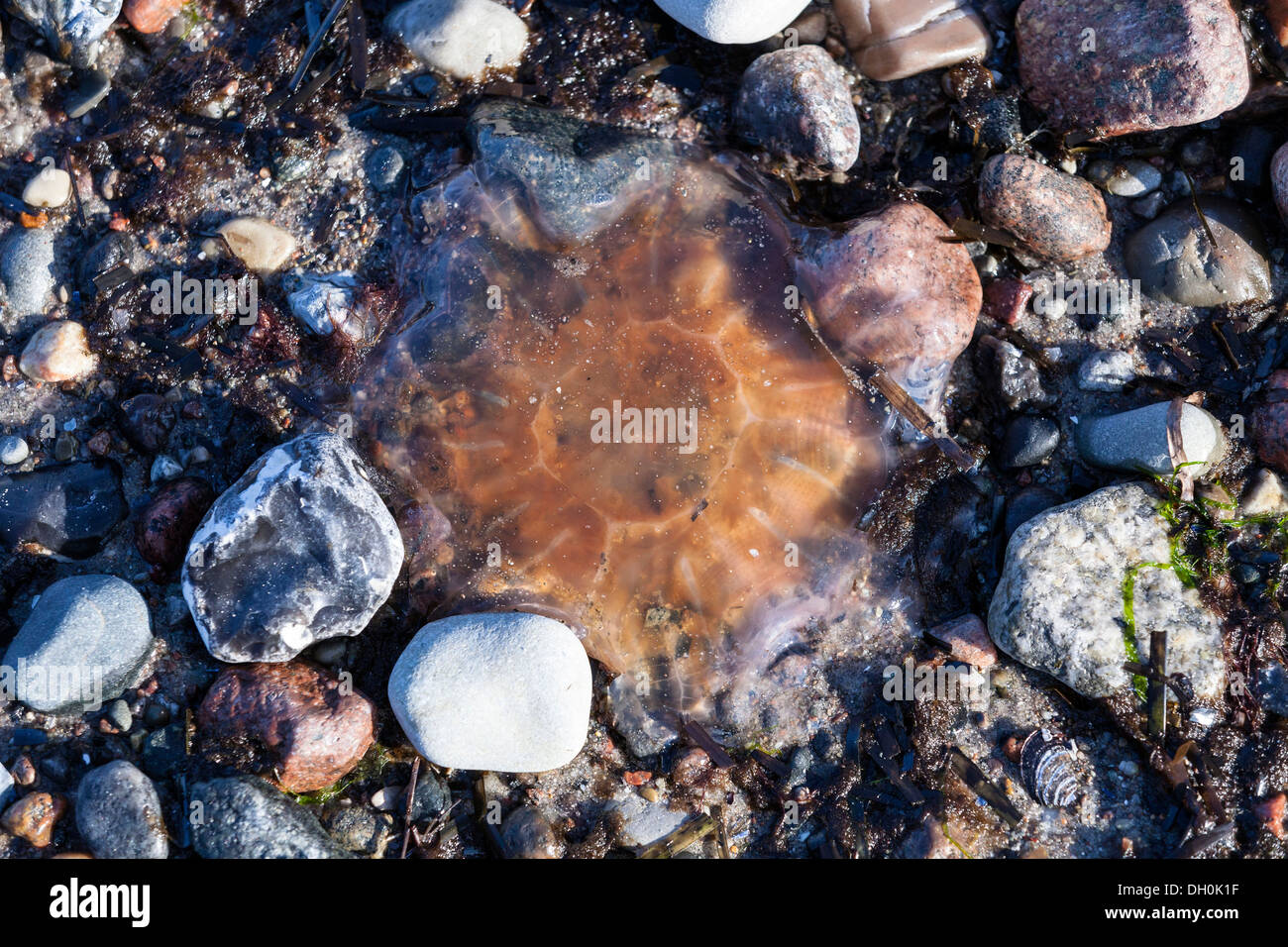 Lion's Mane Jellyfish (Cyanea capillata), Brodten, Schleswig-Holstein Stock Photo