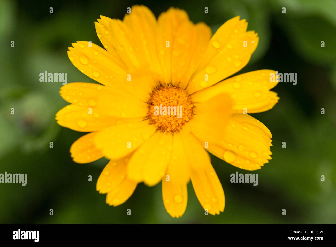 Marigold (Calendula officinalis), flower, Hesse, Germany Stock Photo