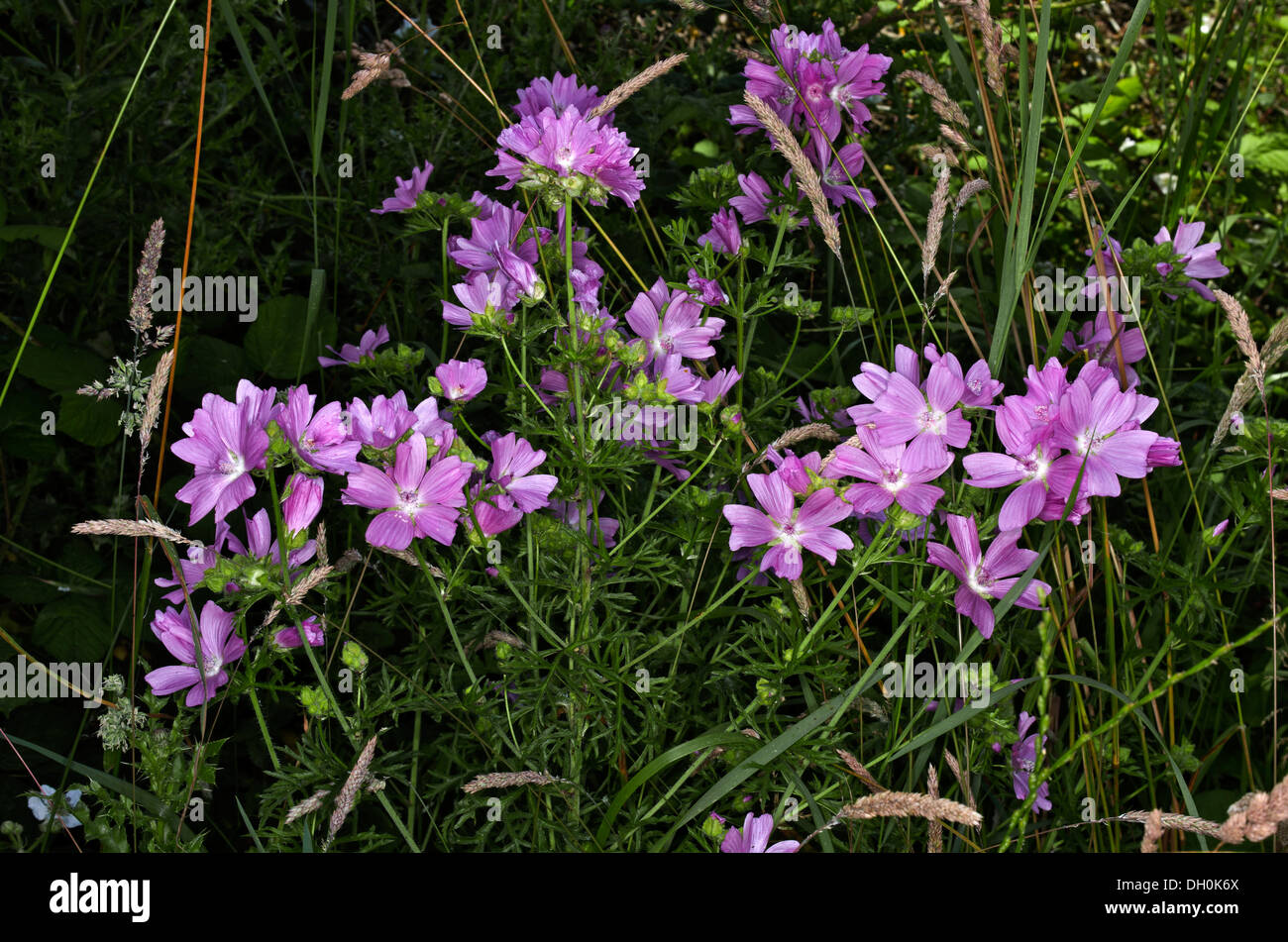Musk Mallow. A fairly common flower of road sides and dry grassy places Stock Photo