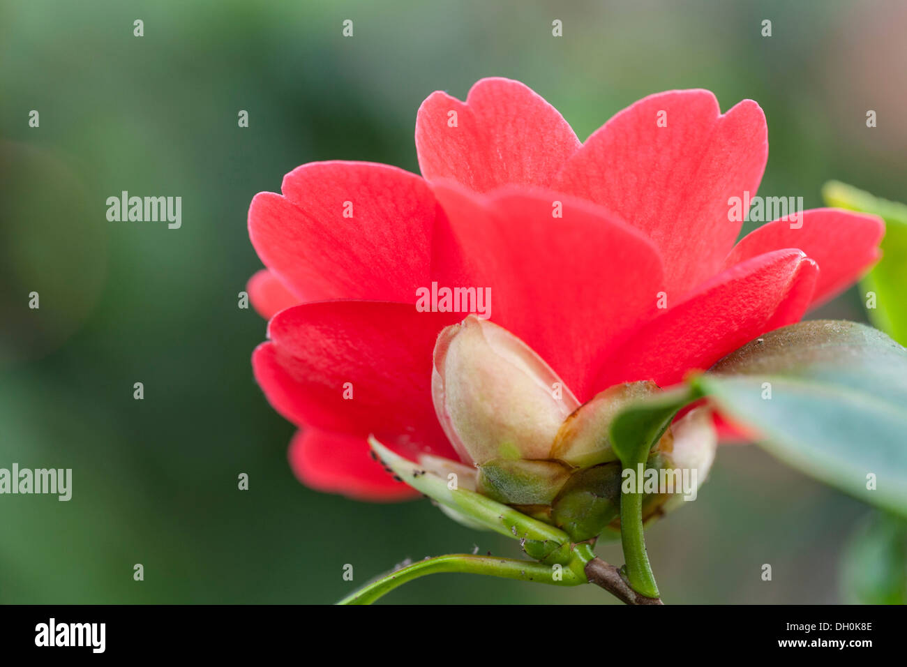 Japanese Camellia (Camellia japonica), Hesse Stock Photo