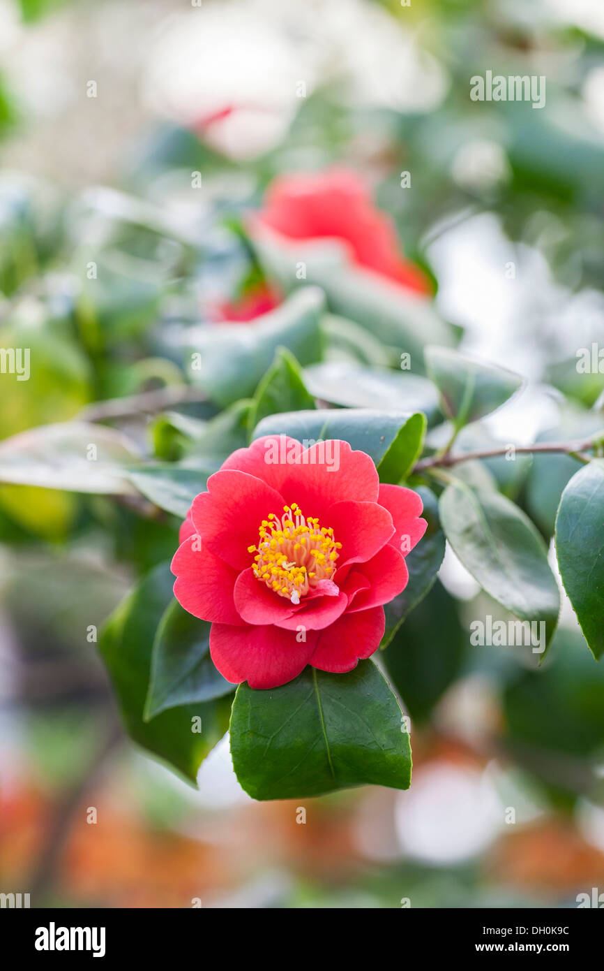 Japanese Camellia (Camellia japonica), Hesse, Germany Stock Photo