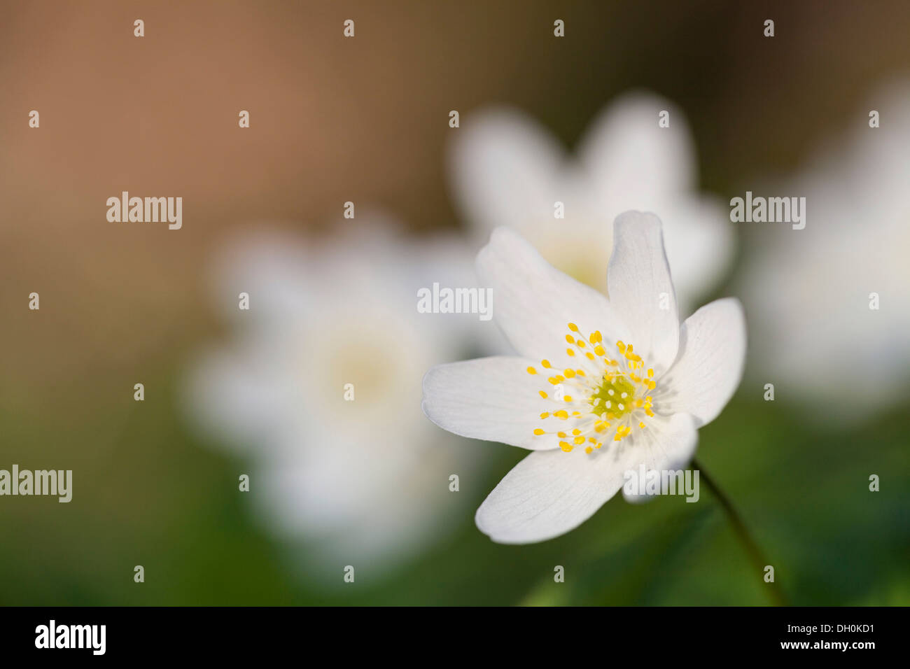 Wood Anemone, Windflower or Thimbleweed (Anemone nemorosa), Hesse Stock