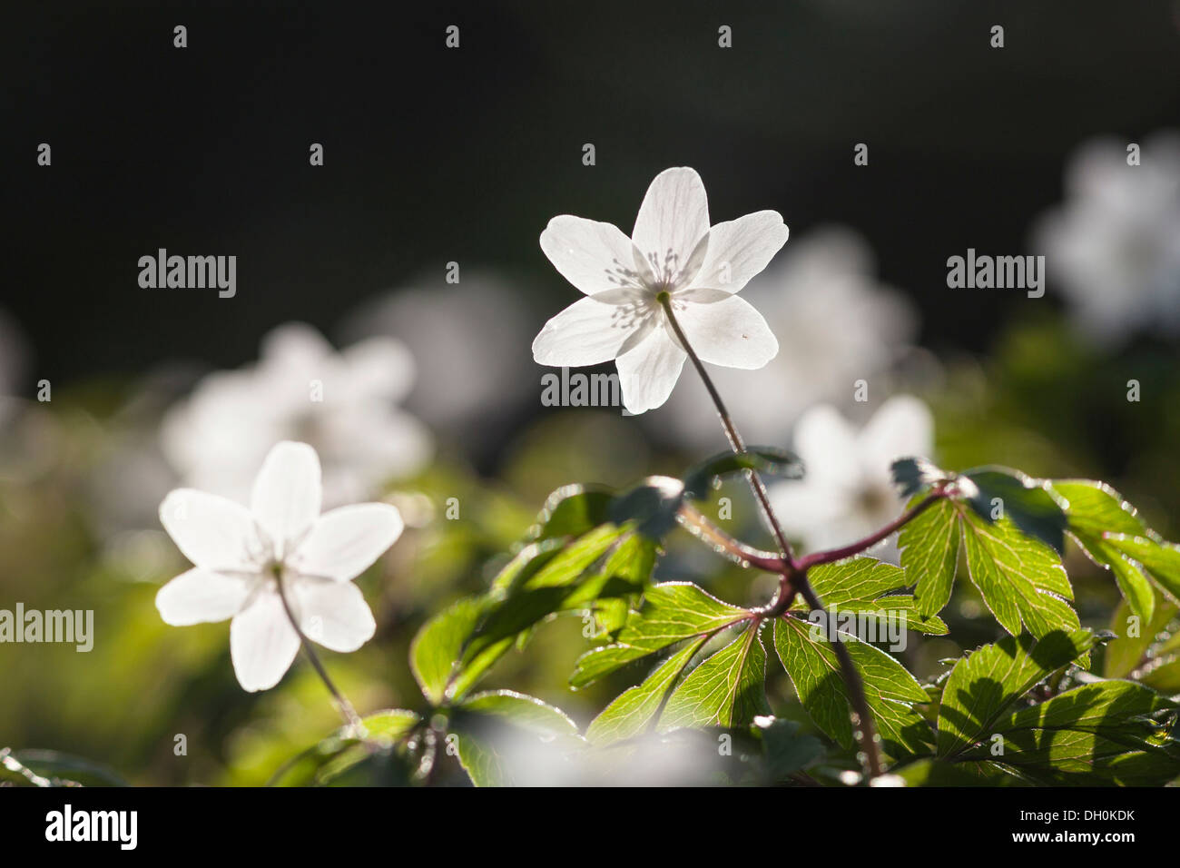 Wood Anemone, Windflower or Thimbleweed (Anemone nemorosa), Hesse Stock