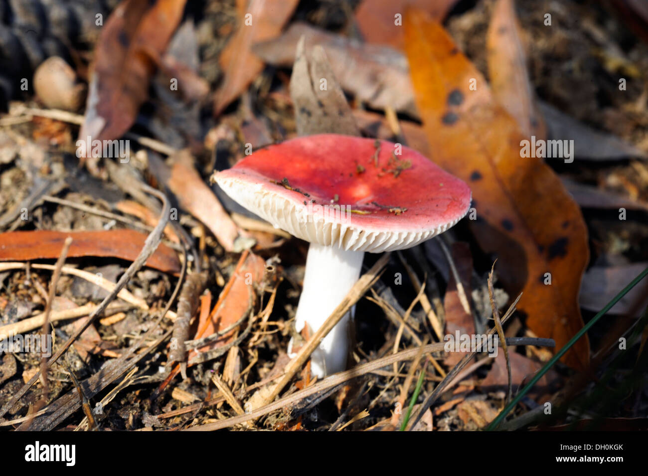 toadstool mushroom on the forest floor Red Russula sanguinea Stock Photo