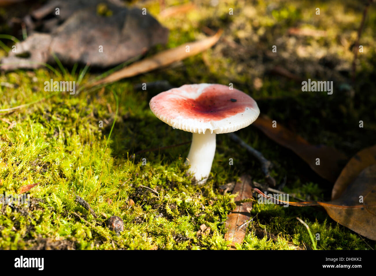 toadstool mushroom on a mossy forest floor Red Russula sanguinea Stock Photo