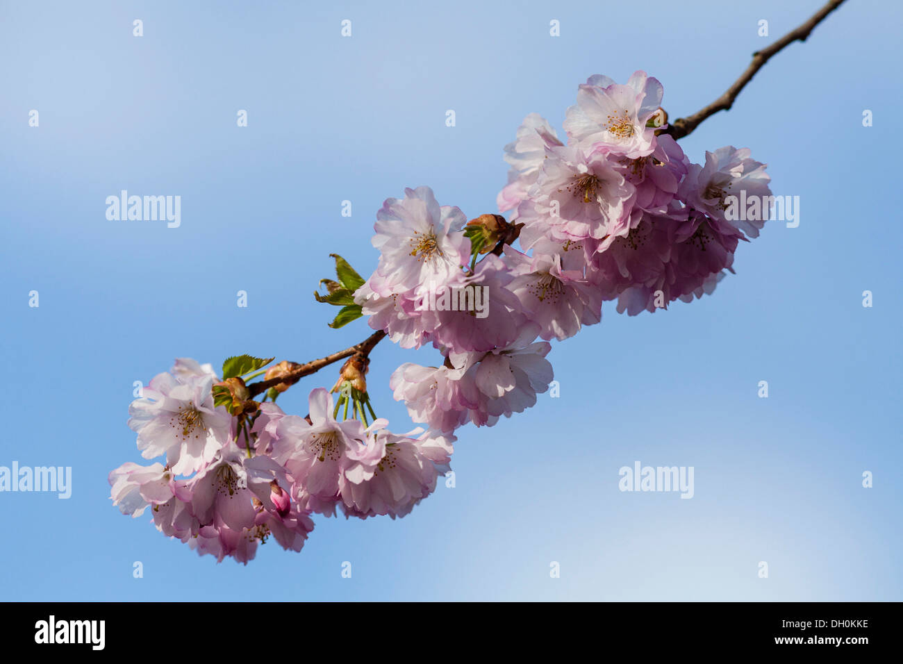 Blossoms of a Flowering Almond (Prunus triloba), Kassel, Kassel, Hesse, Germany Stock Photo
