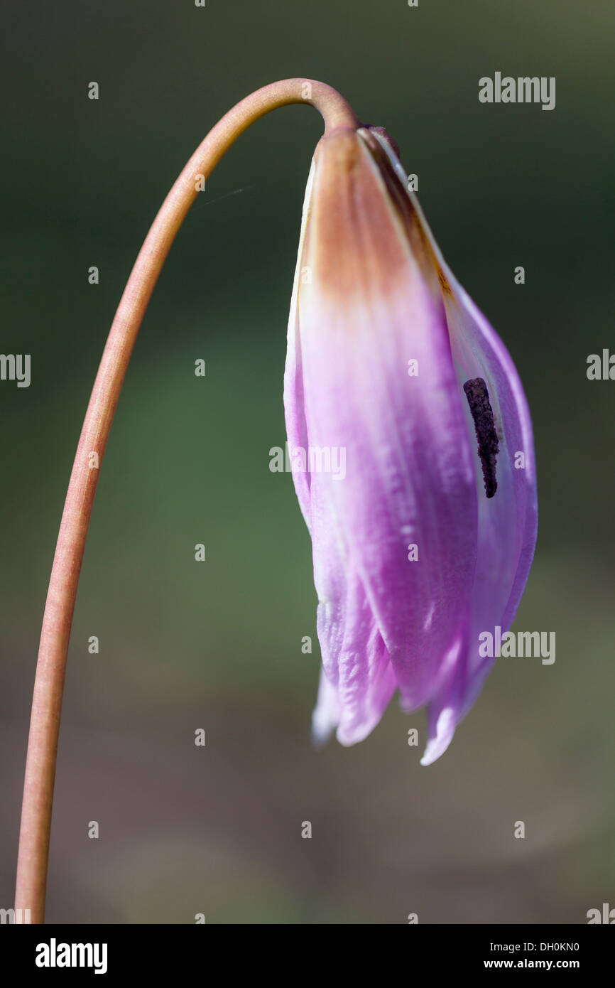 Dog-tooth Violet (Erythronium dens-canis), Kassel, Kassel, Hesse, Germany Stock Photo